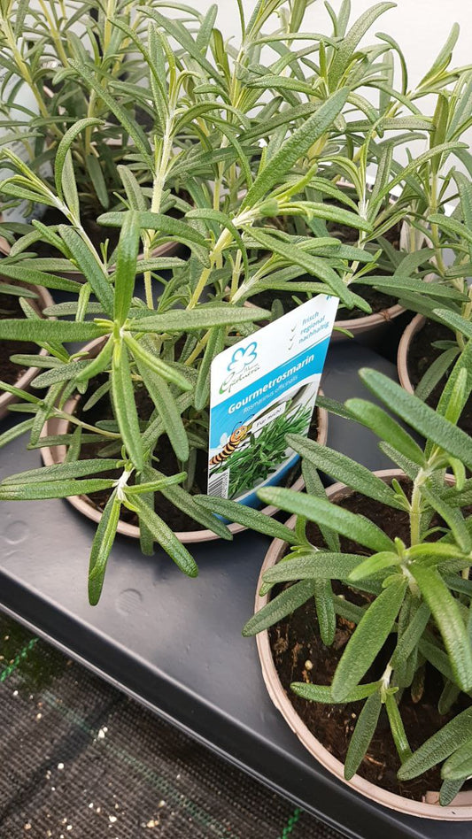 Rosmarinus officinalis / Rosmarin MIX / Gewürzpflanze T14´