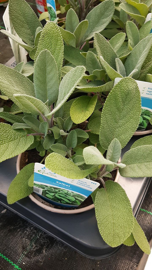 Salvia officinalis / Salbei / Gewürzpflanze T14