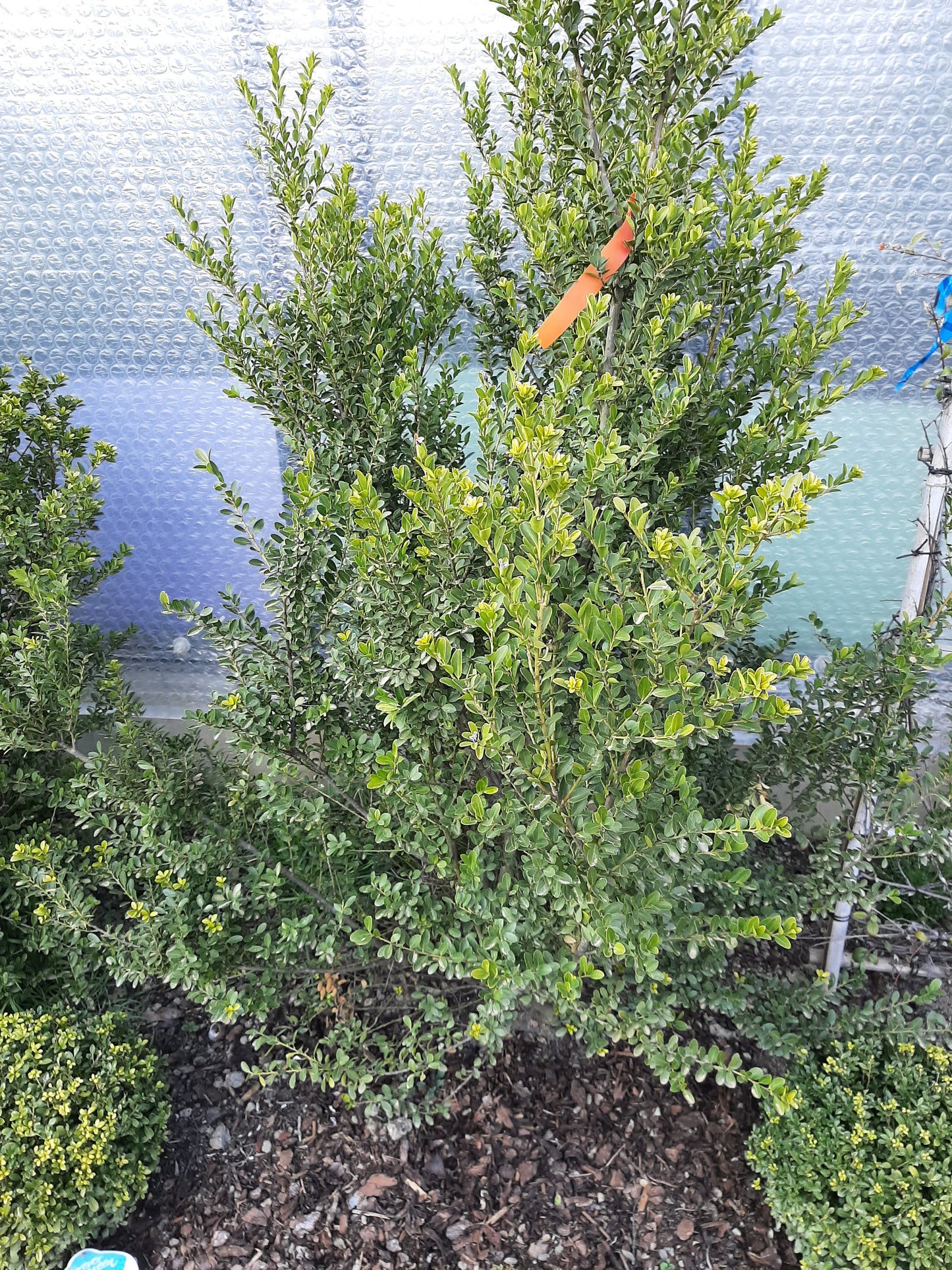Ilex crenata Green Hedge / Japanische Stechpalme /