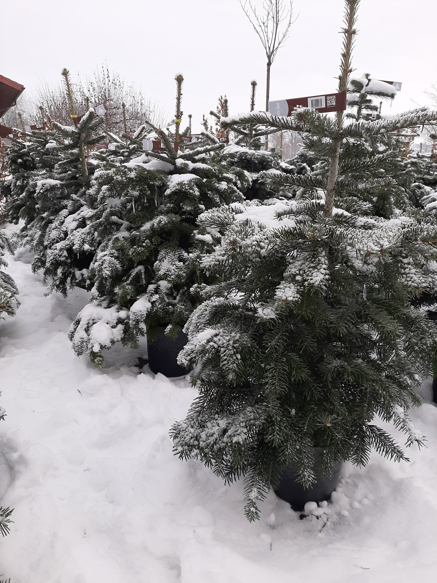 Lebendiger Weihnachtsbaum (Nordmanntanne) mit Topf 120/140 cm zur Miete