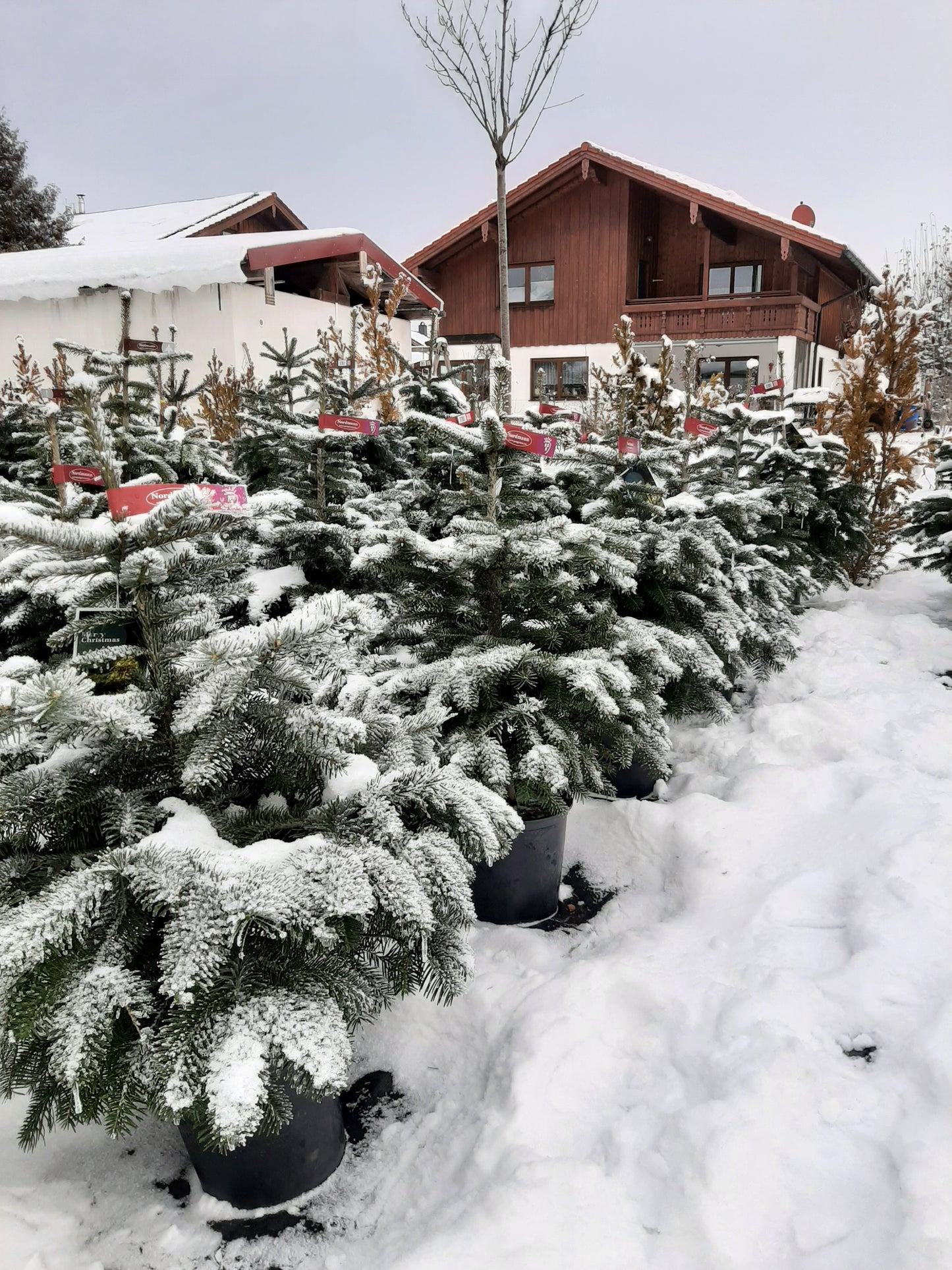 Lebendiger Weihnachtsbaum (Nordmanntanne) mit Topf 100/120 cm zur Miete