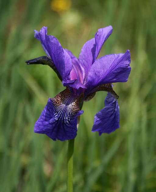 Bartlose Wiesen-Schwertlilie / Iris sibirica /
