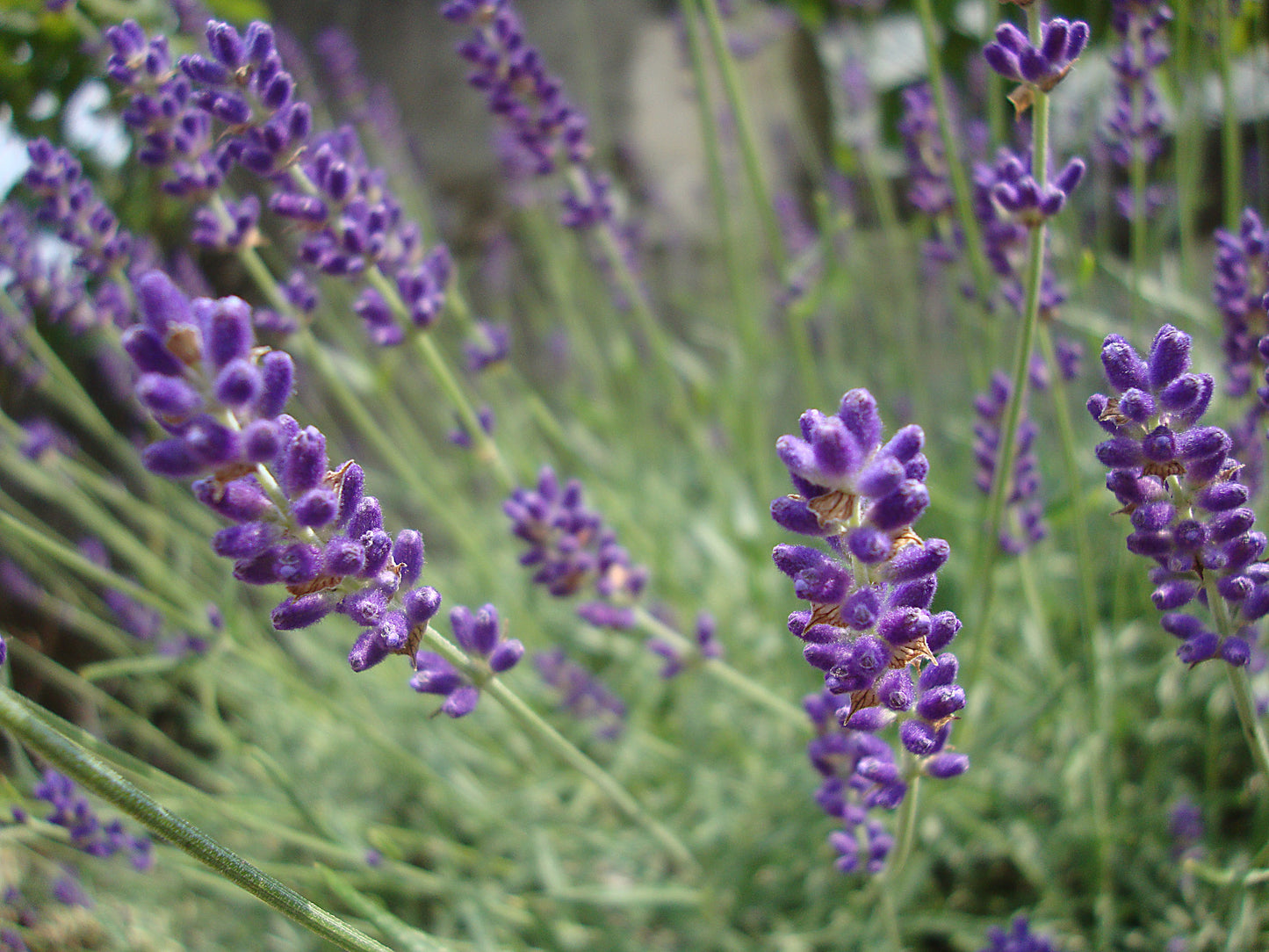Lavendel Hidcote winterhart