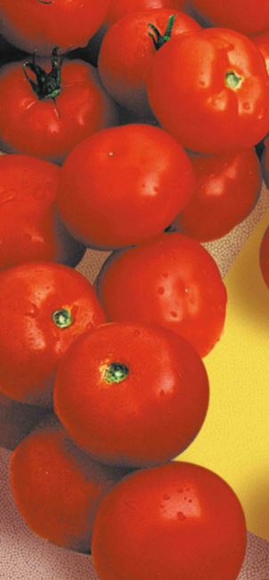 Tomate Marglobe Jungpflanze (Salattomate)