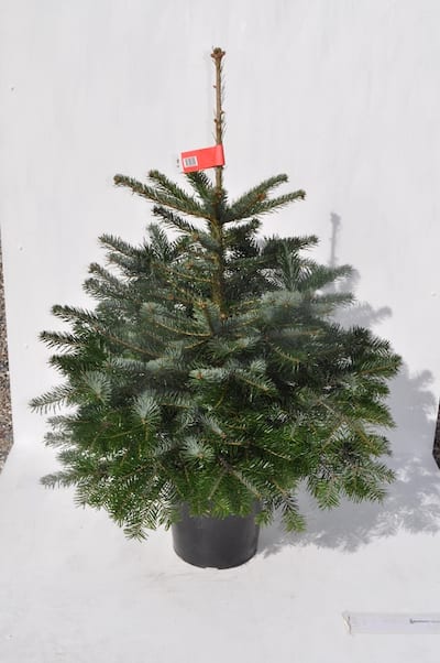 Lebendiger Weihnachtsbaum (Nordmanntanne) mit Topf 100/120 cm zur Miete